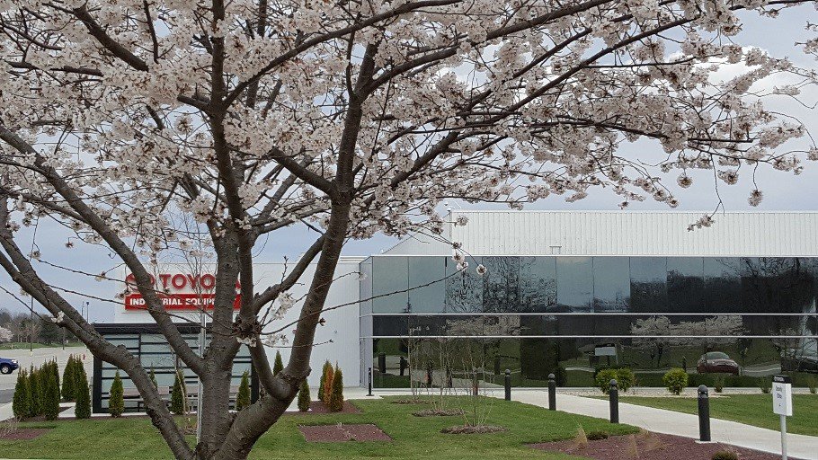 A Cherry Blossom tree on the TMH Campus